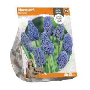 Baltus Muscari Blue Spike bloembollen per 10 stuks